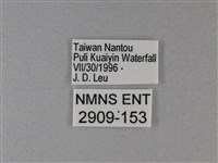 異紋帶蛺蝶藏品圖，第3張