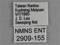 散紋盛蛺蝶藏品圖，第3張
