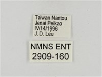 淡褐脈粉蝶藏品圖，第3張