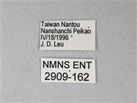 異粉蝶、雌白黃蝶藏品圖，第3張