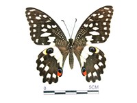 花鳳蝶、無尾鳳蝶藏品圖，第1張