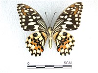 花鳳蝶、無尾鳳蝶藏品圖，第2張