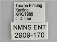 細帶環蛺蝶藏品圖，第3張