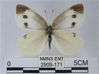 白粉蝶、紋白蝶藏品圖，第1張