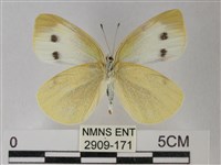 白粉蝶、紋白蝶藏品圖，第2張