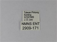 白粉蝶、紋白蝶藏品圖，第3張