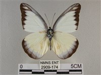 異色尖粉蝶藏品圖，第1張