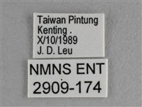 異色尖粉蝶藏品圖，第3張