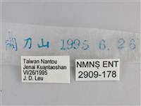 臺灣黛眼蝶藏品圖，第3張
