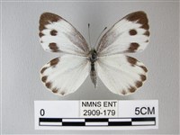 緣點白粉蝶藏品圖，第1張