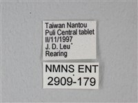 緣點白粉蝶藏品圖，第3張