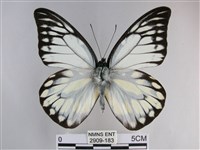 鋸粉蝶藏品圖，第1張