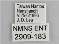 鋸粉蝶藏品圖，第3張