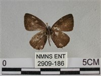 黑星灰蝶藏品圖，第1張