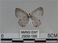 黑星灰蝶藏品圖，第2張