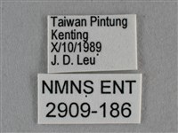 黑星灰蝶藏品圖，第3張