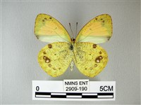 異粉蝶、雌白黃蝶藏品圖，第2張