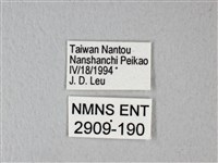 異粉蝶、雌白黃蝶藏品圖，第3張