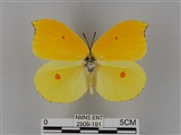 圓翅鉤粉蝶藏品圖，第1張