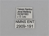 圓翅鉤粉蝶藏品圖，第3張