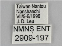 細帶環蛺蝶藏品圖，第3張