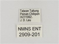 淡褐脈粉蝶藏品圖，第3張