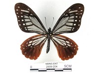 斑鳳蝶藏品圖，第1張