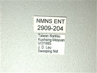 斑鳳蝶藏品圖，第3張