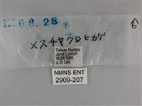 曲紋黛眼蝶藏品圖，第3張