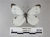 緣點白粉蝶藏品圖，第1張