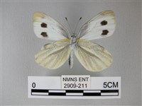 緣點白粉蝶藏品圖，第2張