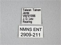 緣點白粉蝶藏品圖，第3張