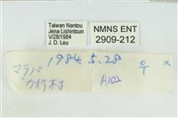 赭灰蝶藏品圖，第3張