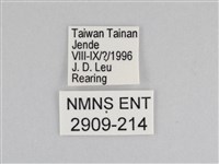 樺斑蝶藏品圖，第3張