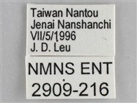 網絲蛺蝶、石牆蝶藏品圖，第3張