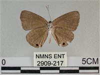 雅波灰蝶藏品圖，第2張