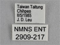 雅波灰蝶藏品圖，第3張