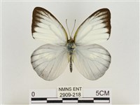 淡褐脈粉蝶藏品圖，第1張