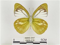 淡褐脈粉蝶藏品圖，第2張