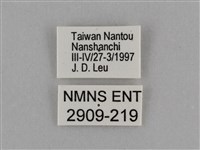 臺灣絹蛺蝶藏品圖，第3張