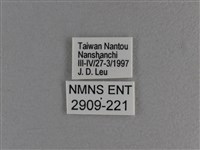 小雙尾蛺蝶藏品圖，第3張