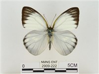 淡褐脈粉蝶藏品圖，第1張