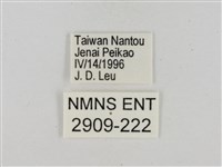 淡褐脈粉蝶藏品圖，第3張