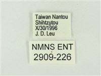 玳灰蝶藏品圖，第3張