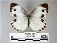 緣點白粉蝶藏品圖，第1張