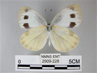 緣點白粉蝶藏品圖，第2張