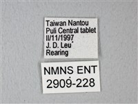 緣點白粉蝶藏品圖，第3張