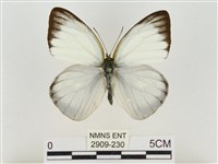 淡褐脈粉蝶藏品圖，第1張