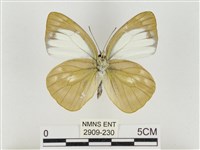 淡褐脈粉蝶藏品圖，第2張