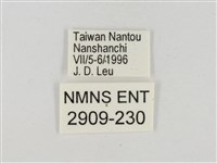 淡褐脈粉蝶藏品圖，第3張